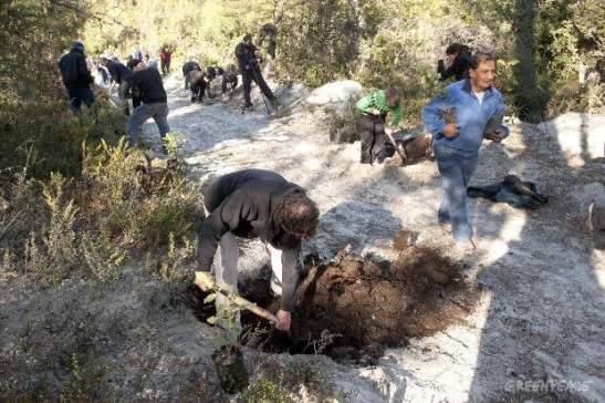 gpa_reforestacionlang_03.jpgmid