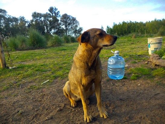 La Pumita: fiel compañera de Punta Querandí desde los inicios del acampe en el año 2010.