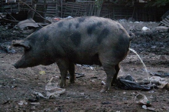 29 - 400855_328197693872249_100000460633311_1204549_1836021450_n