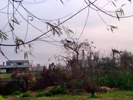 IMG01248-20160615-1727x