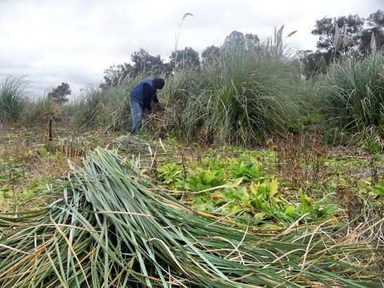 2016 - 06 Junio - 26 - 100_9536xx