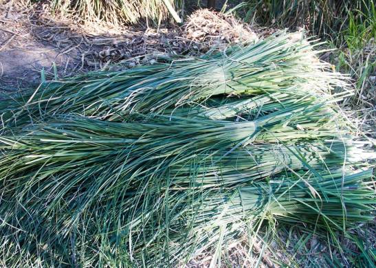 09-14691129_10211009322777338_442482038925021376_n