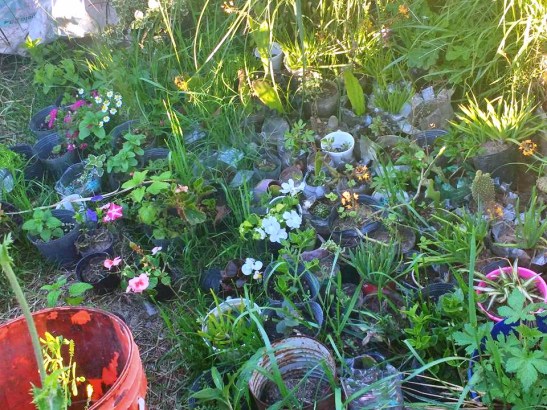 32-14713686_1508212319205682_8517353283434194622_nxxxx