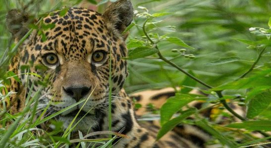 2495_yaguarete_argentina-1080x592