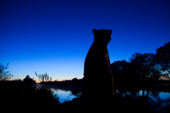 Yaguarete - img_75321