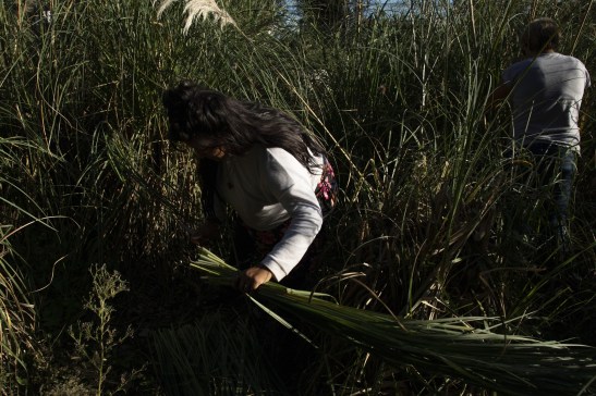 0428_PUNTAQUERANDI CORTE PAJA-0244