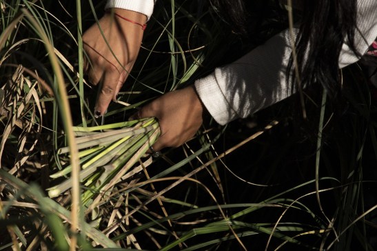 0428_PUNTAQUERANDI CORTE PAJA-0264