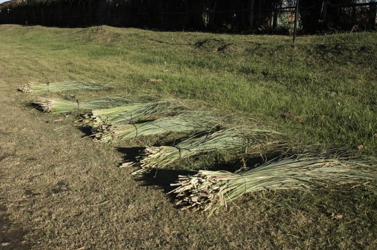 0428_PUNTAQUERANDI CORTE PAJA-0308